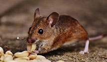 24 Hour & Emergency Exterminators in Double Island, NC